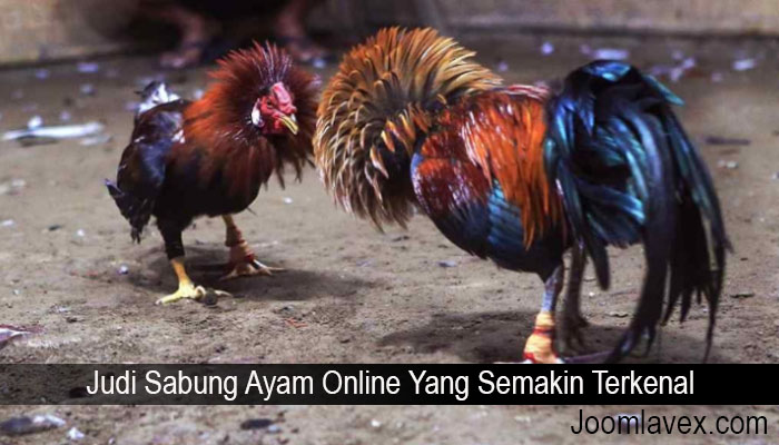 Judi Sabung Ayam Online Yang Semakin Terkenal