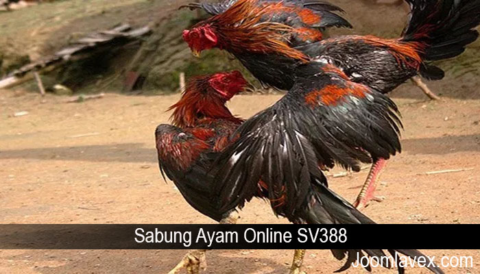 Sabung Ayam Online SV388